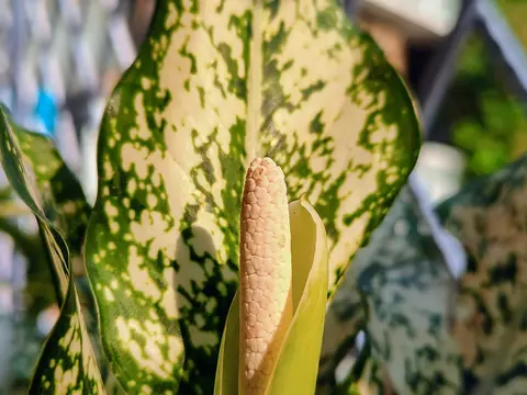 Аглаонема (Aglaonema)