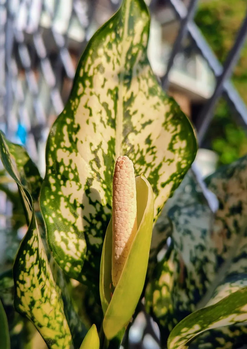 Аглаонема (Aglaonema)
