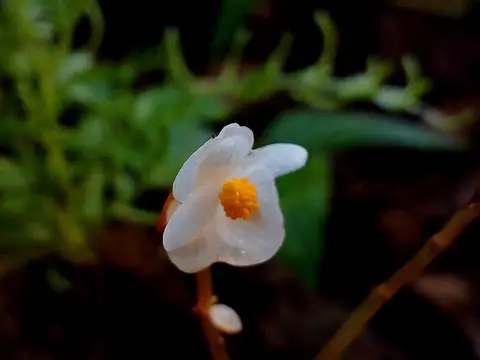 Бегония комнатная (Begonia)