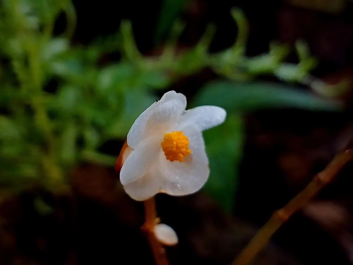Бегония комнатная (Begonia)