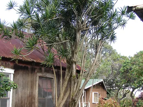 Драцена (Dracaena)
