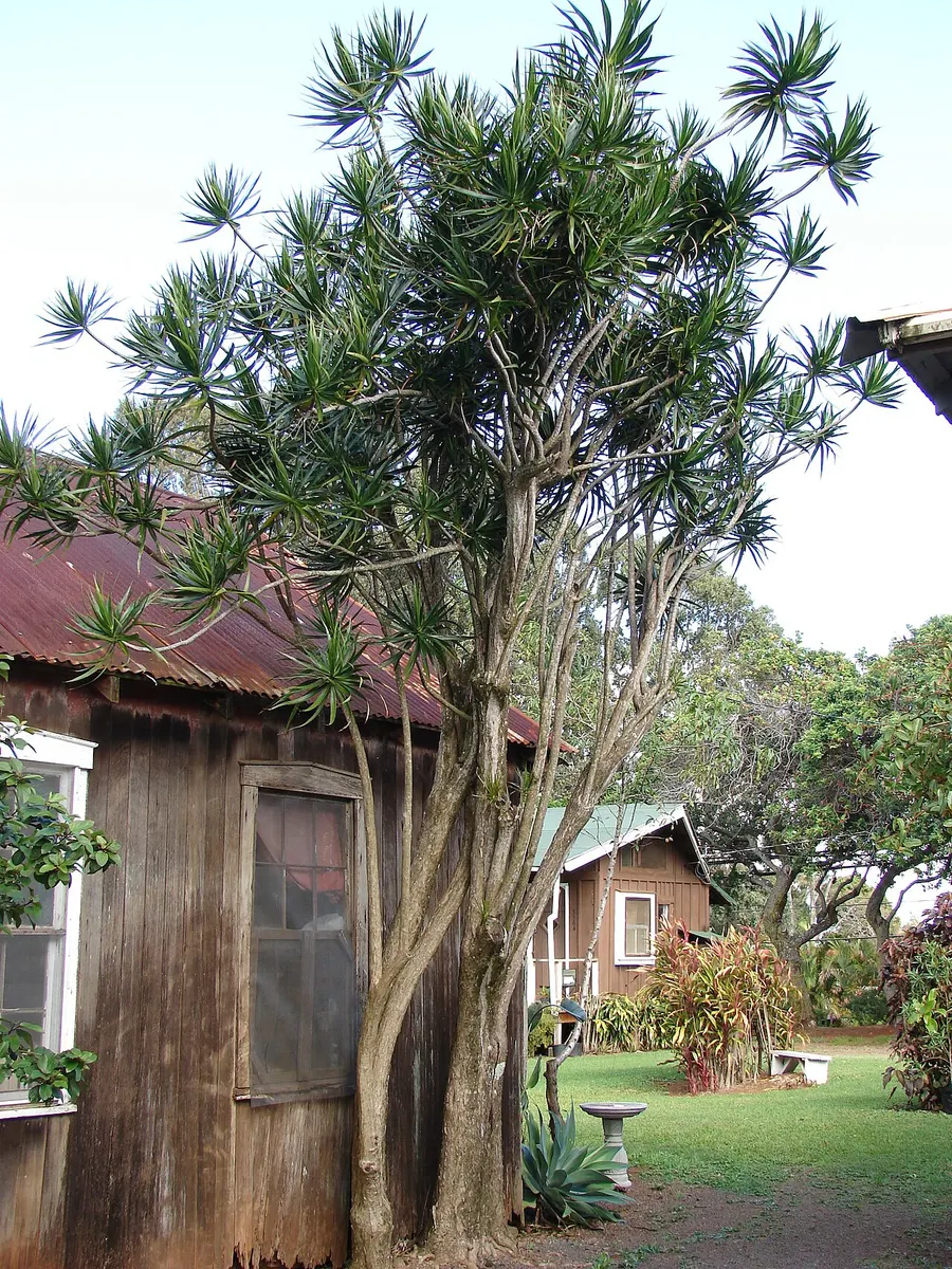 Драцена (Dracaena)