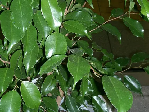 Фикус Бенджамина (Ficus benjamina)