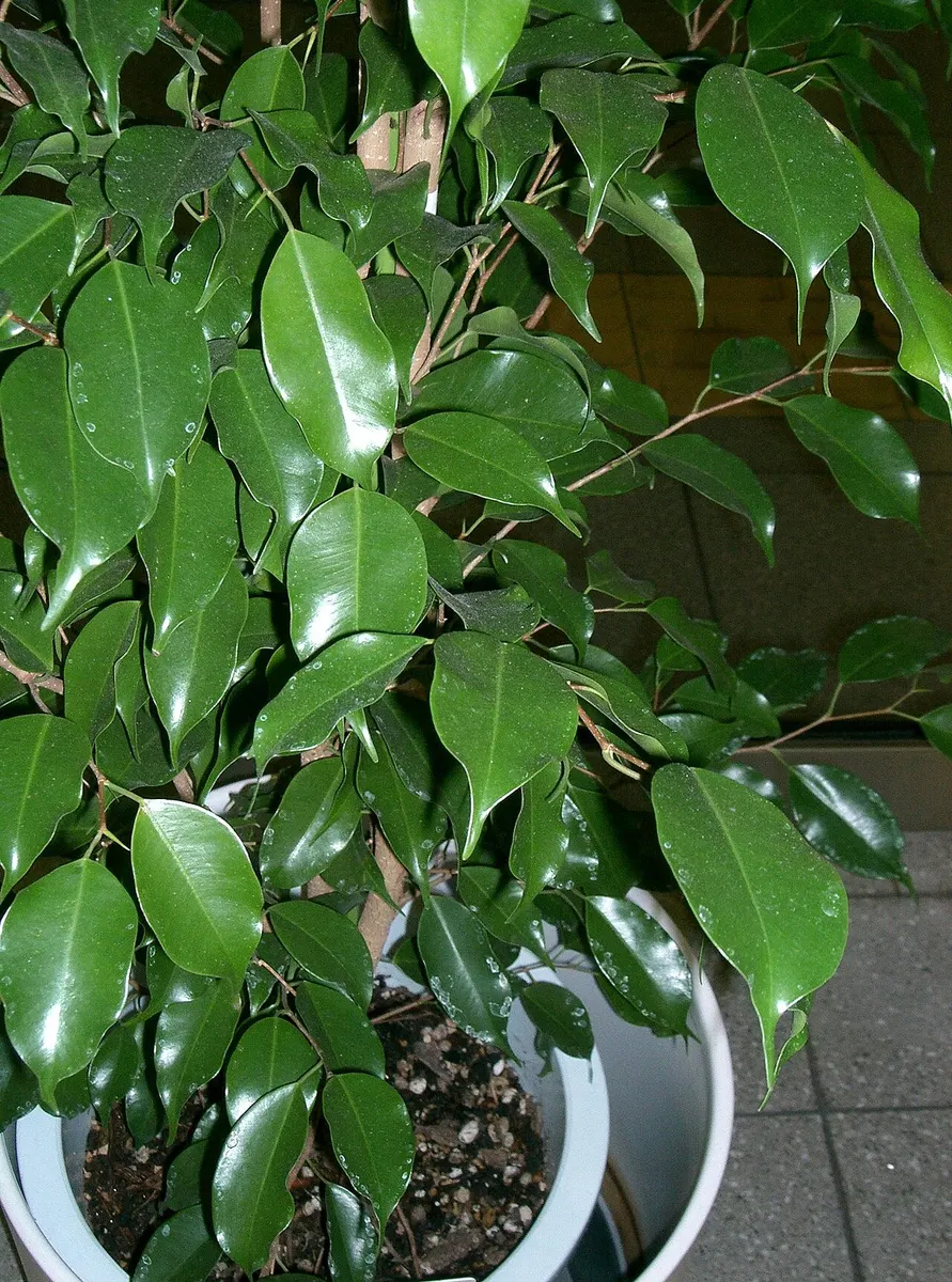 Фикус Бенджамина (Ficus benjamina)