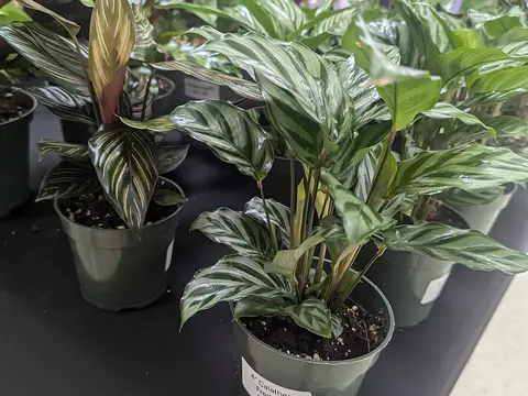 Калатея (Calathea)