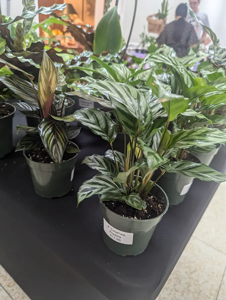 Калатея (Calathea)