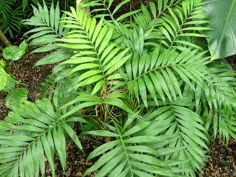 Хамедорея (Chamaedorea elegans)