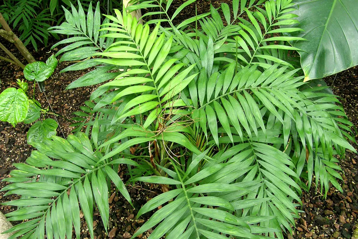 Хамедорея (Chamaedorea elegans)
