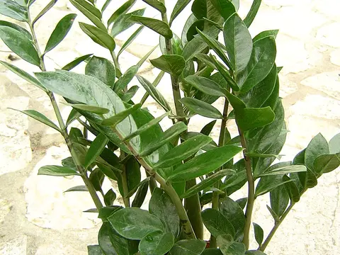 Замиокулькас (Zamioculcas zamiifolia)