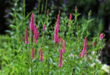 Photo of Как выбрать цветы для сада