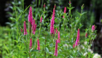 Photo of Как выбрать цветы для сада