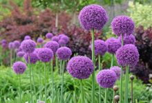 Photo of Сорта цветов для домашнего сада