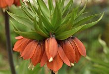 Photo of Самые ароматные цветы