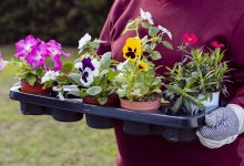 Photo of Цветы и сезонность