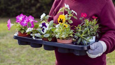 Photo of Цветы и сезонность