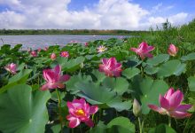 Photo of Цветы в культуре разных стран