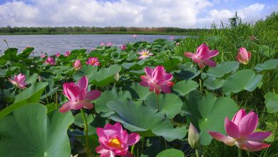 Photo of Цветы в культуре разных стран