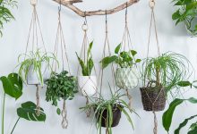 Photo of Как подобрать цветы к настроению