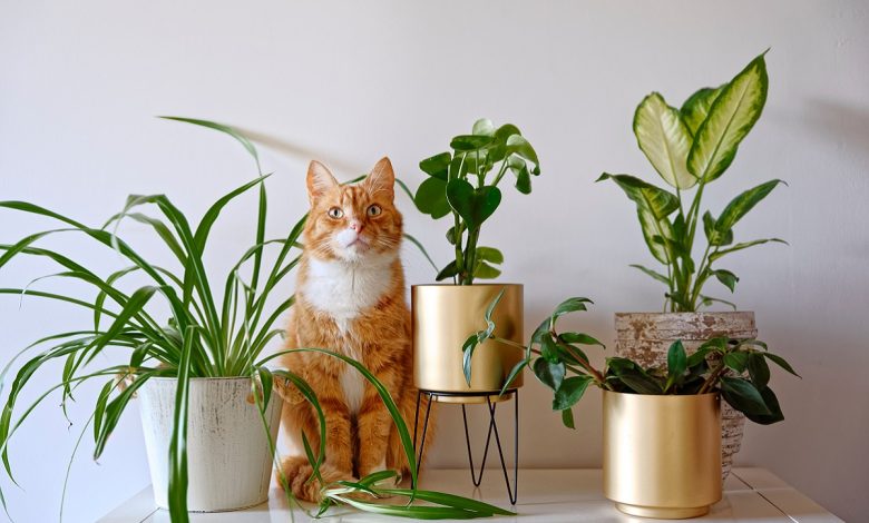 Photo of Цветы и декор в домашнем интерьере