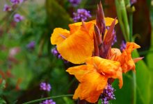 Photo of Цветы и их названия