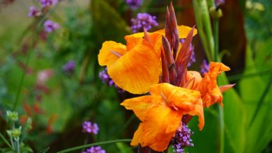 Photo of История возникновения разноцветных растений