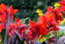 Photo of Редкие виды цветов в мире