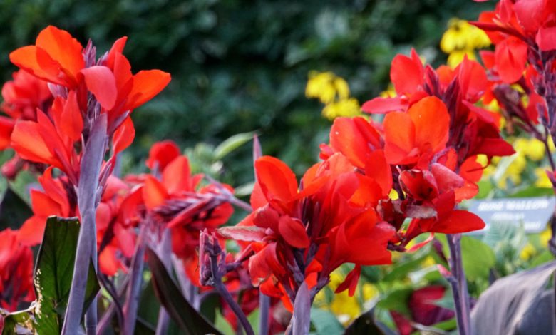 Photo of Редкие виды цветов в мире