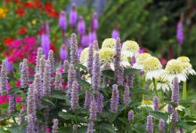 Photo of Великолепие и красота цветов