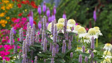 Photo of Великолепие и красота цветов