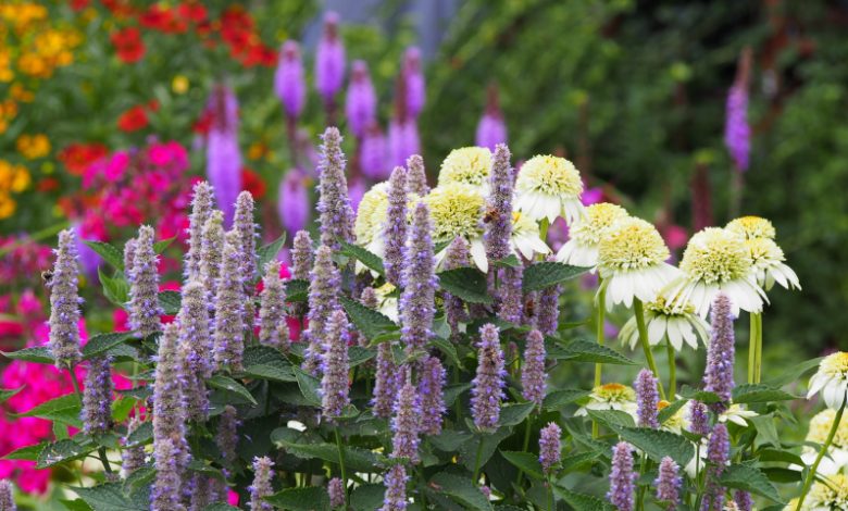 Photo of Великолепие и красота цветов