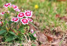 Photo of Цветы в мире моды