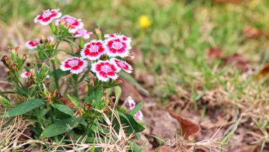 Photo of Цветы в мире моды