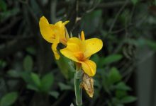 Photo of Цветочные тренды этого сезона