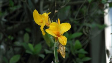 Photo of Цветочные тренды этого сезона