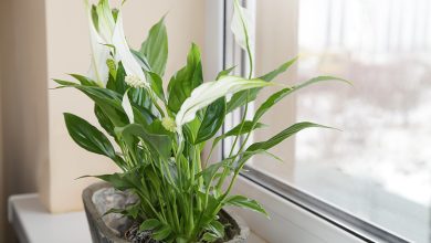 Photo of Цветы и их влияние на настроение