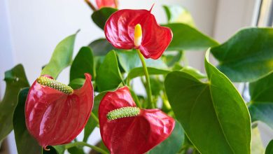 Photo of Секреты правильного выбора цветов