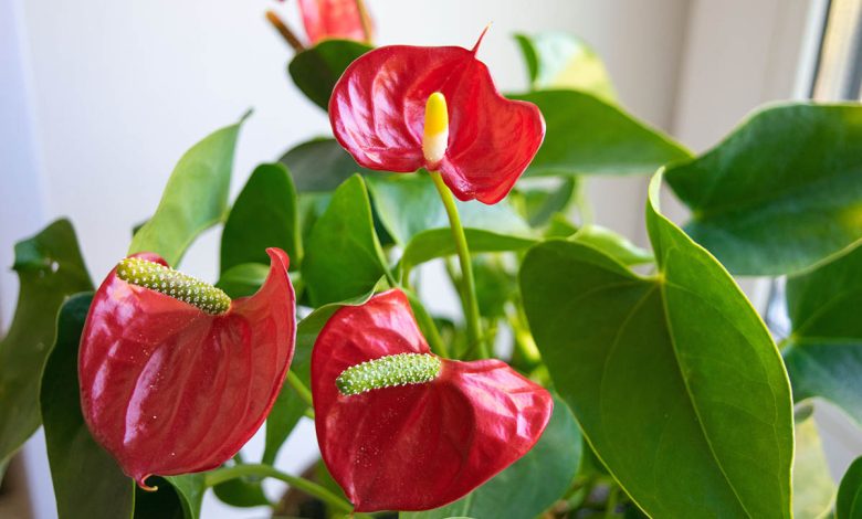 Photo of Секреты правильного выбора цветов